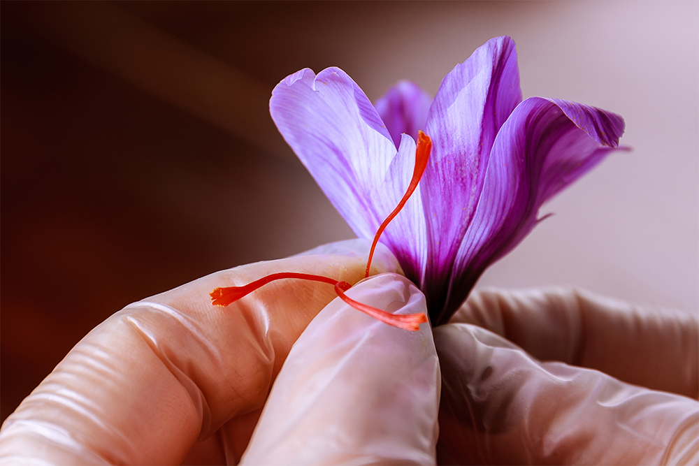 Zafran Crocus Sativus saffron strands from rest flower